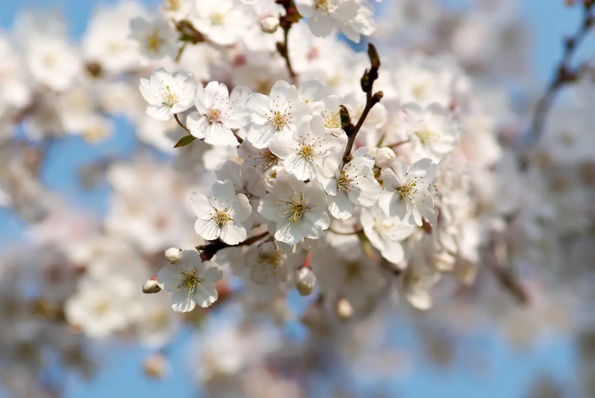 Yoshino Flowering Cherry Yoshino Flowering Cherry