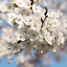 Yoshino Flowering Cherry