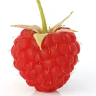 Heritage Raspberry Plant