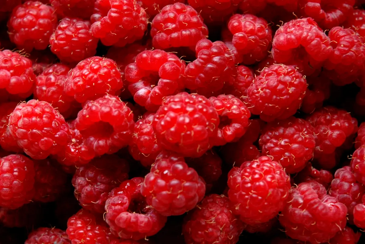 Heritage Raspberry Plant Heritage Raspberry Plant