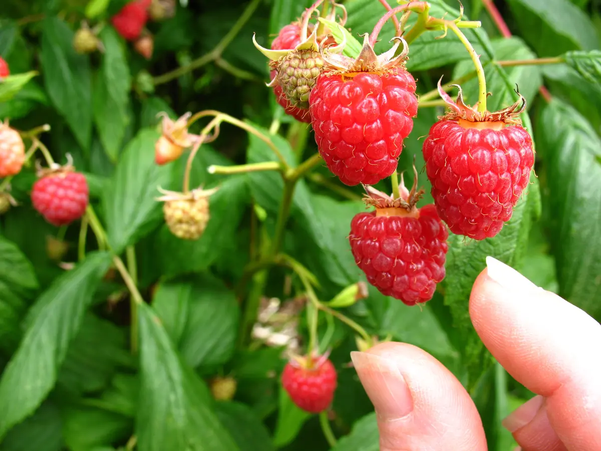 Joan J Raspberry Plant