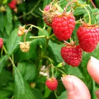 Joan J Raspberry Plant