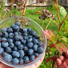 Legacy Southern Highbush Blueberry Plant