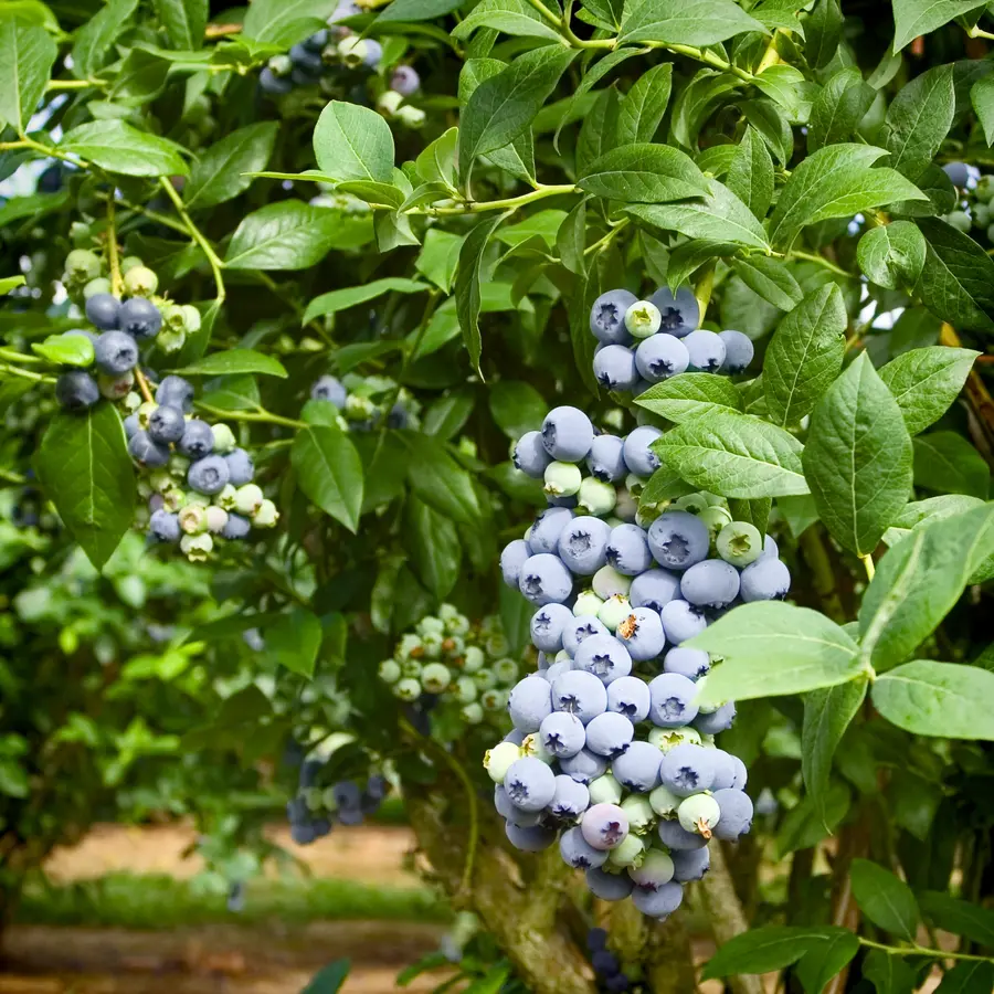 Southern Blueberry Combo Southern Blueberry Combo