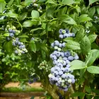 Southern Blueberry Combo
