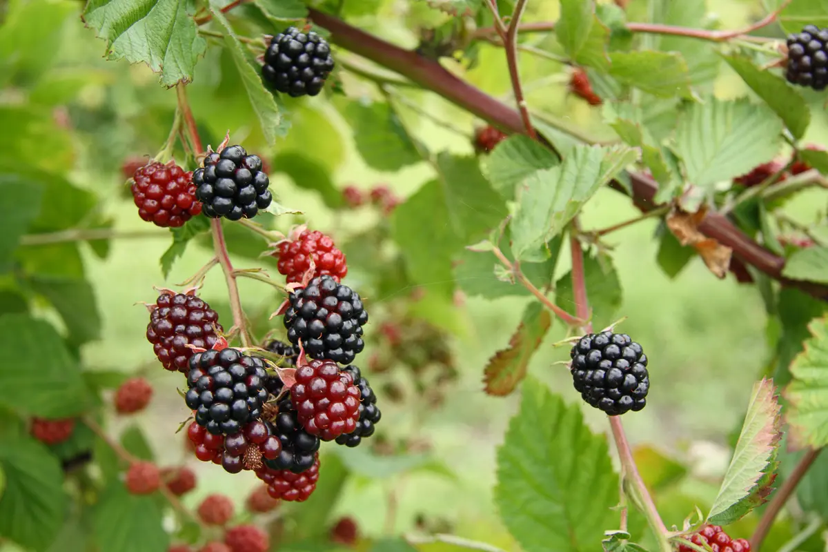 Cherokee Blackberry Plant Cherokee Blackberry Plant