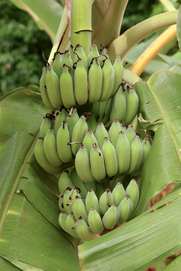 Golden African Banana Plant