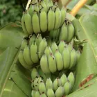 Golden African Banana Plant