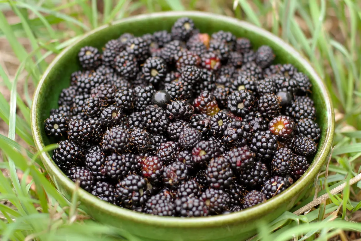 Black Satin Thornless Blackberry Plant Black Satin Thornless Blackberry Plant