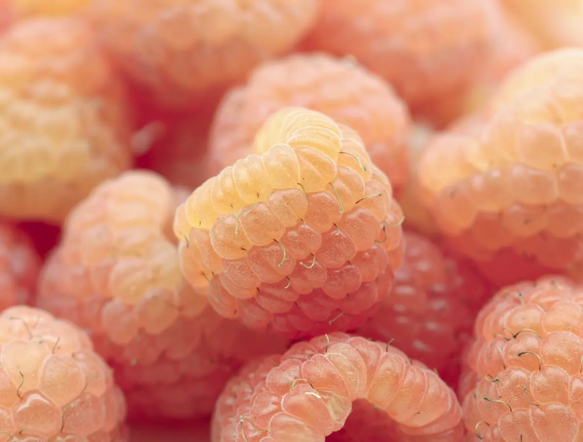 Fall Gold Raspberry Plant Fall Gold Raspberry Plant