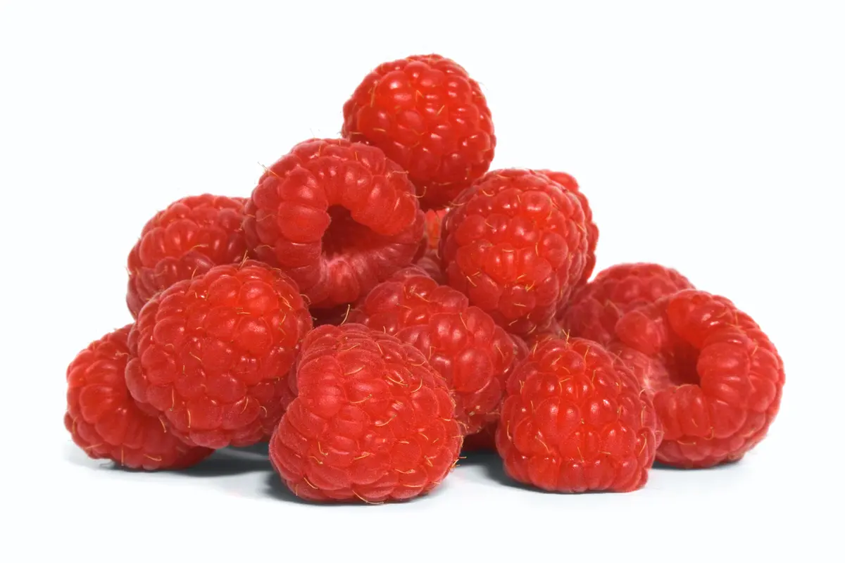 Joan J Raspberry Plant
