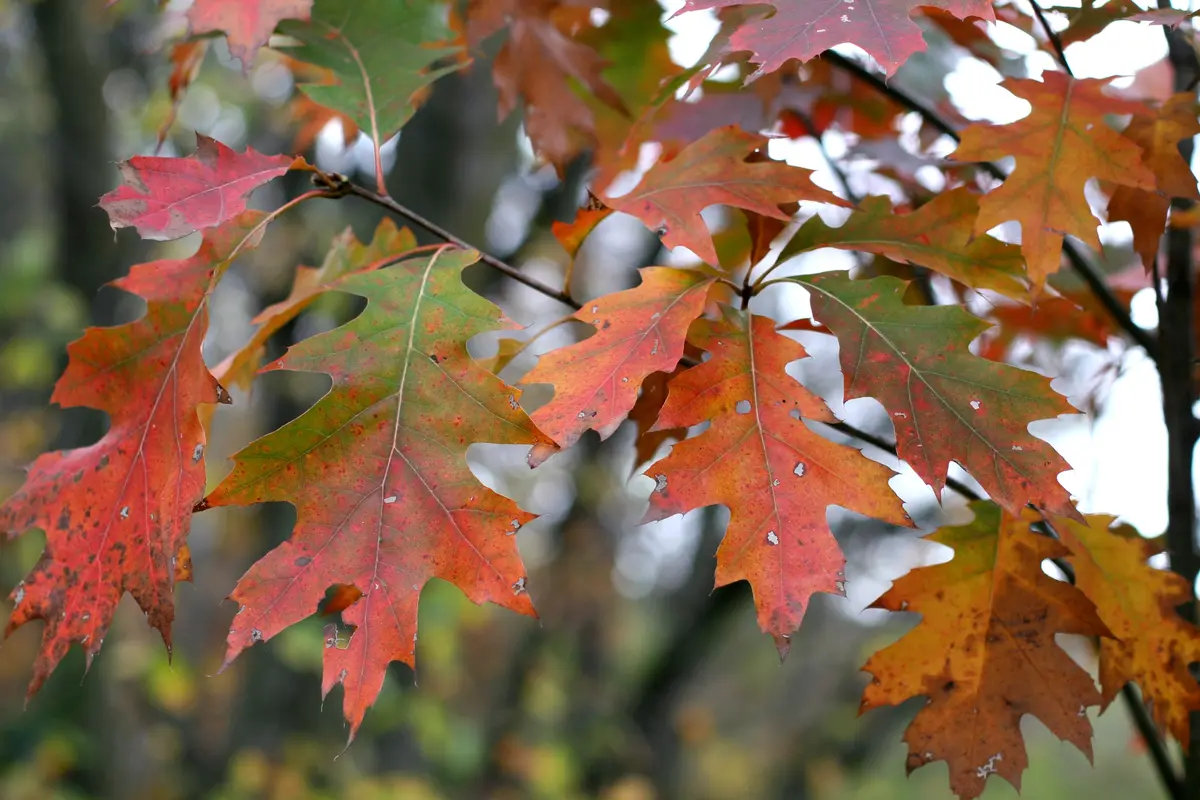 Southern Red Oak Tree