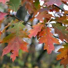 Southern Red Oak Tree
