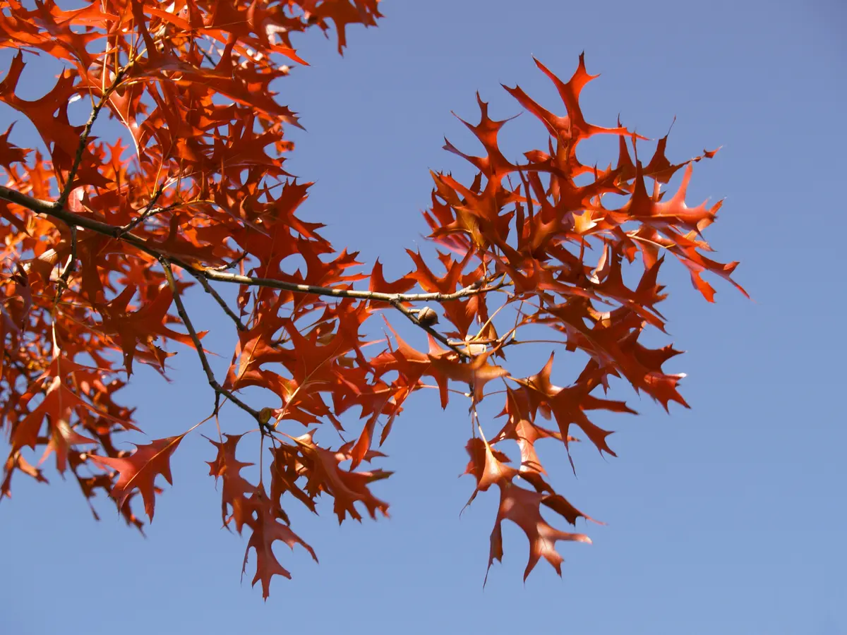 Southern Red Oak Tree