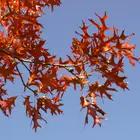 Southern Red Oak Tree