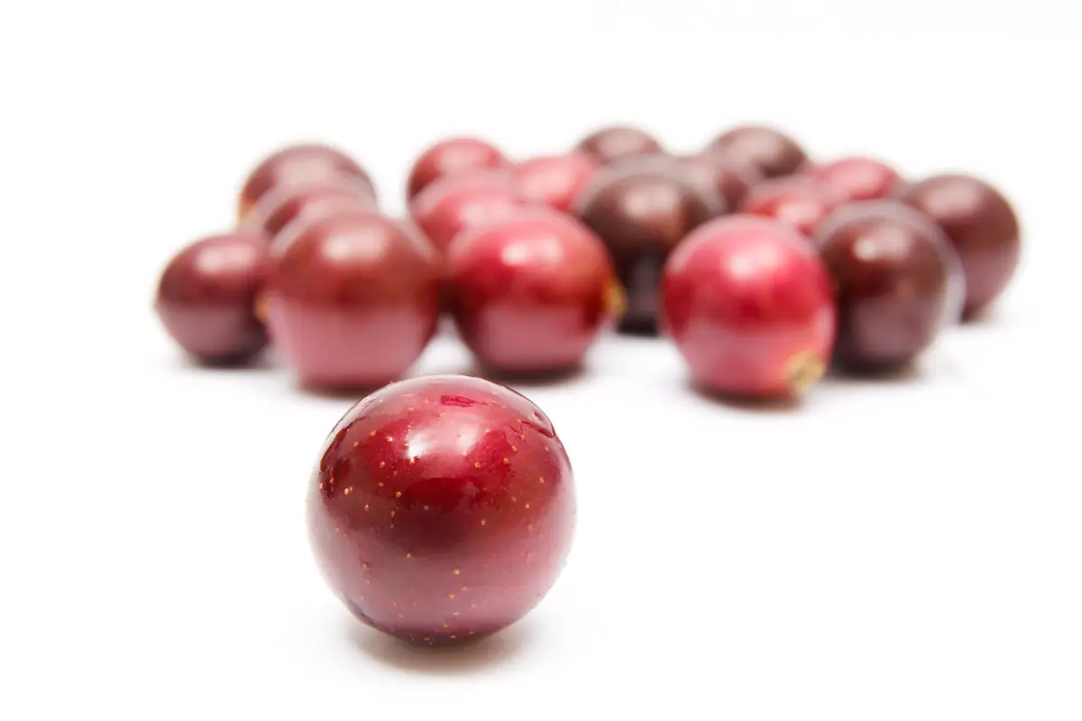 Southern Dixie Muscadine Southern Dixie Muscadine