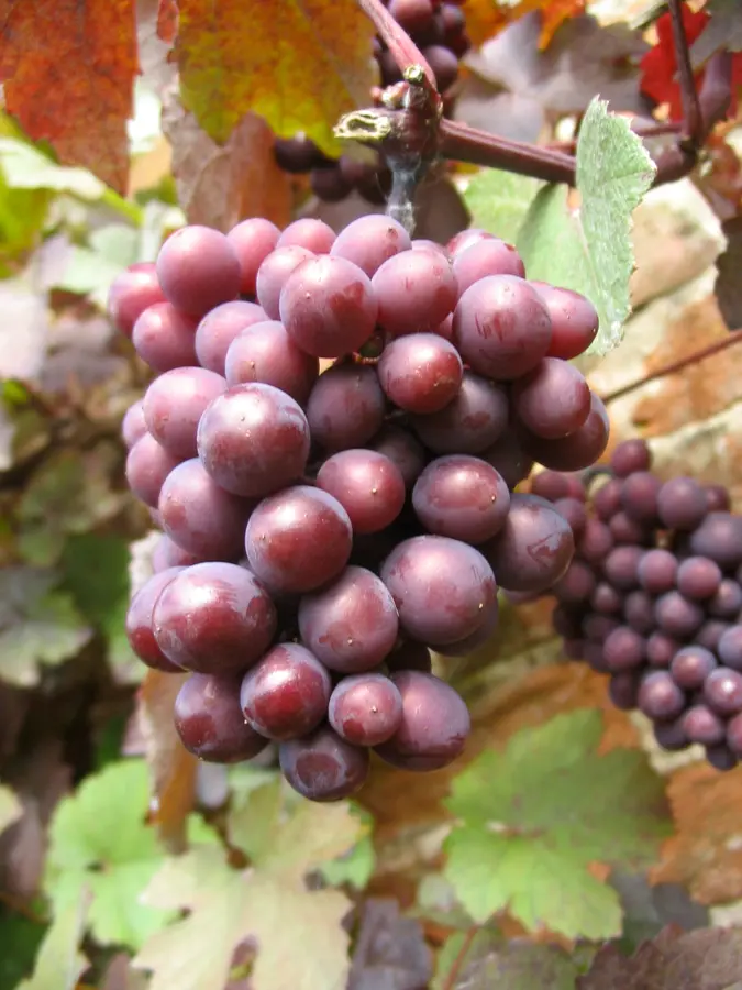 Red Summit Muscadine Red Summit Muscadine