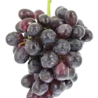 Summer Royal Bunch Grape Vine