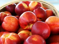 Sunred Nectarine Tree
