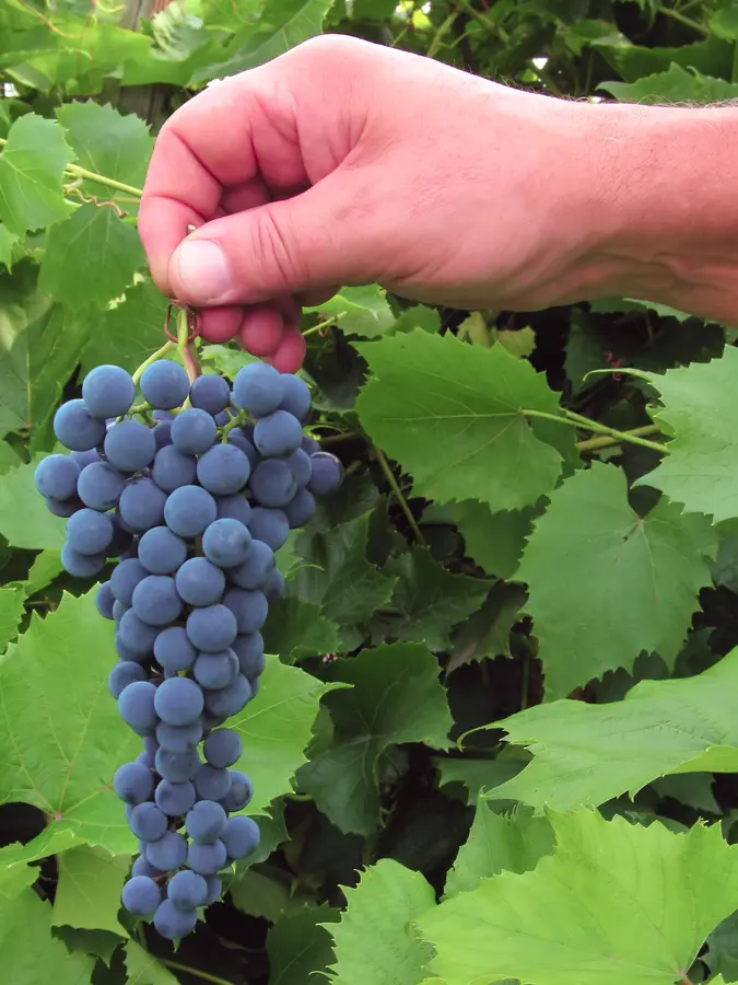 Concord Seedless Bunch Grape Concord Seedless Bunch Grape