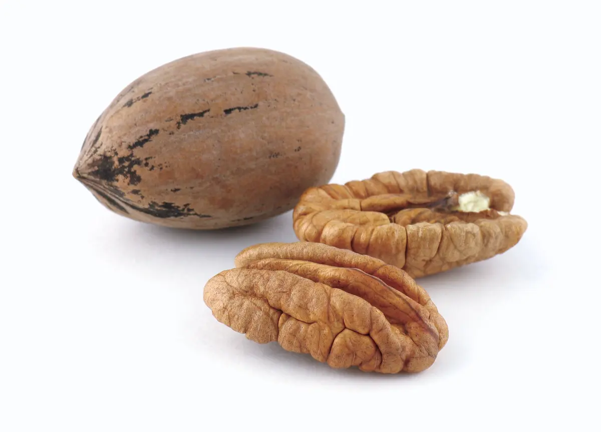 Sumner Pecan Tree Sumner Pecan Tree