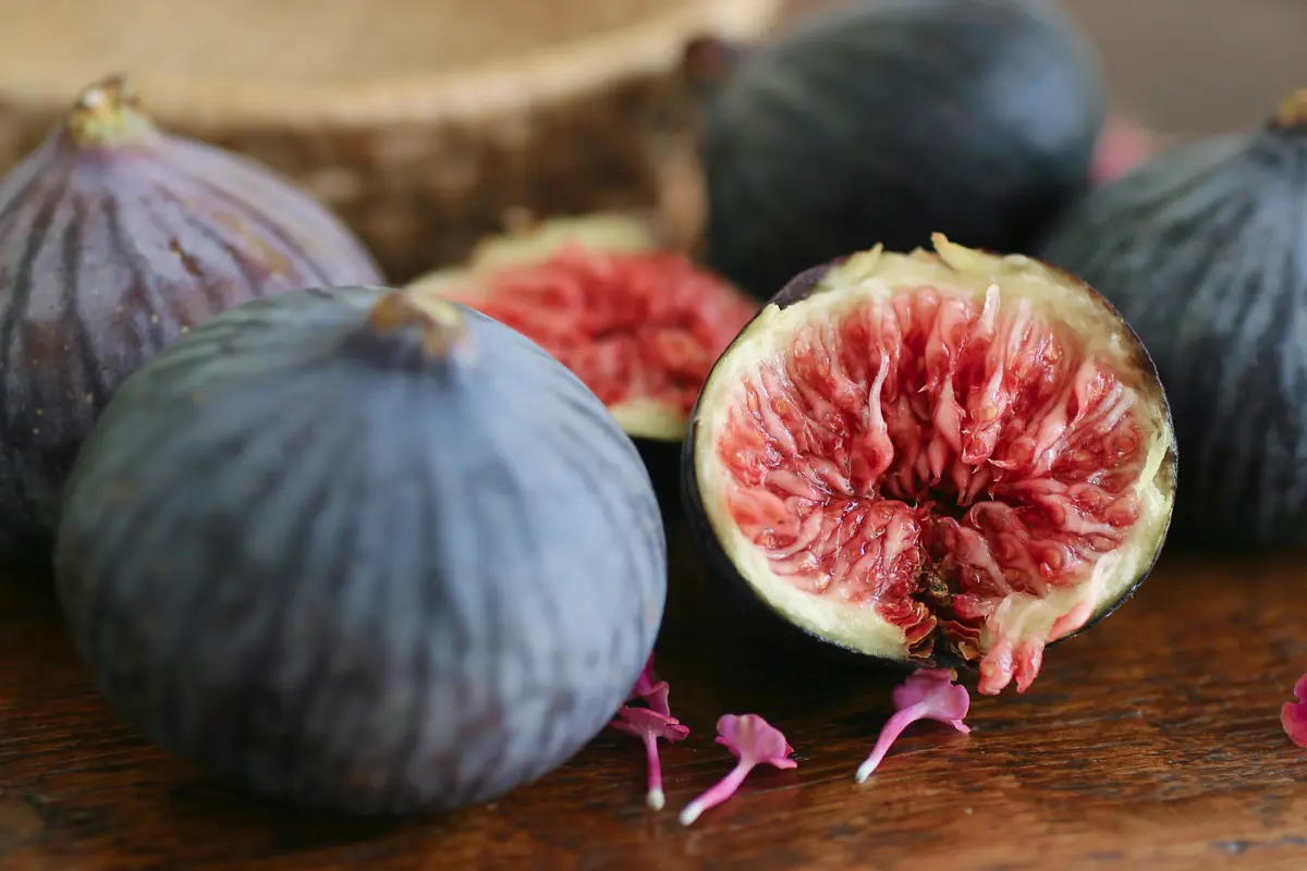 Italian Everbearing Fig Tree Italian Everbearing Fig Tree