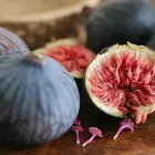 Italian Everbearing Fig Tree