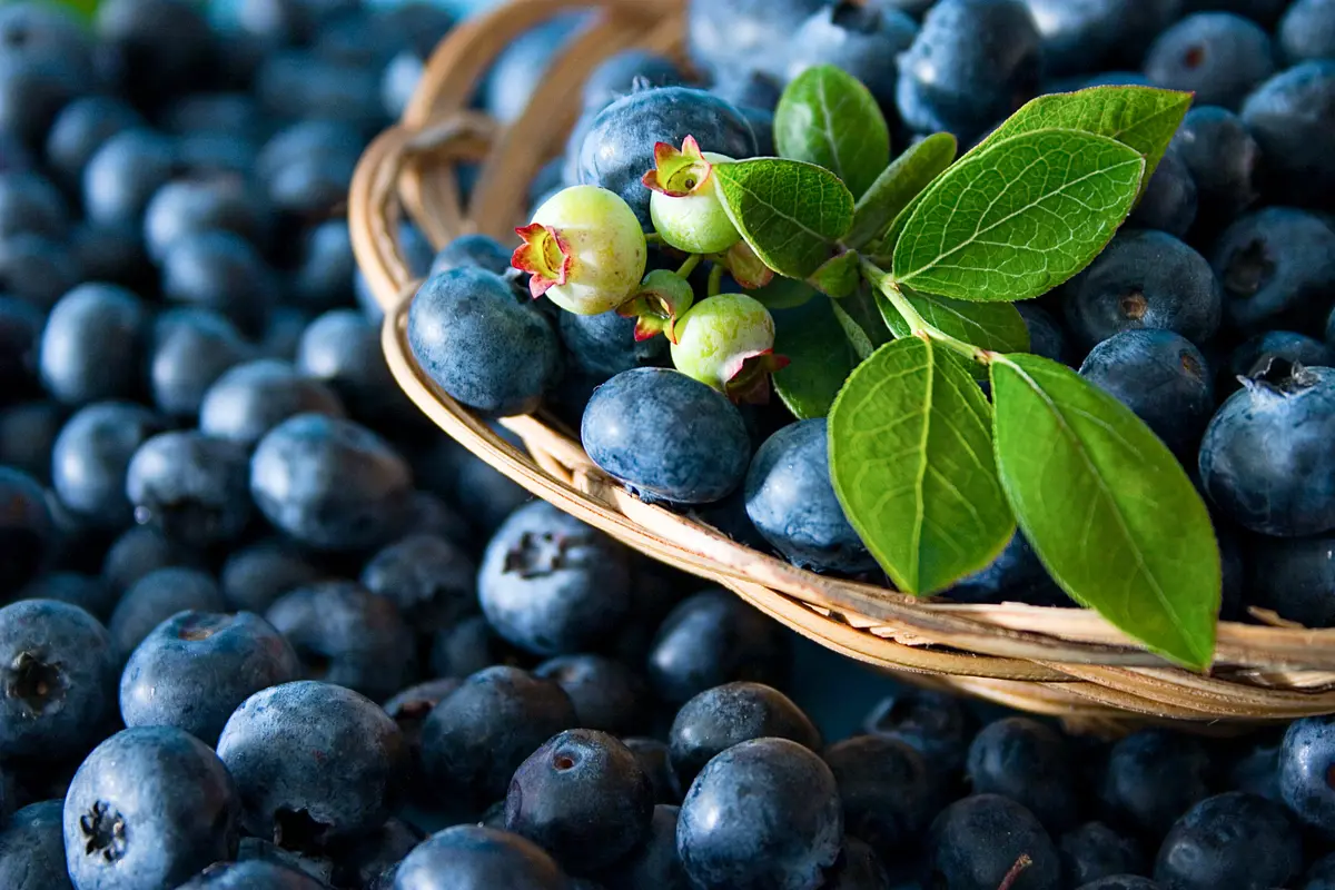Southern Blueberry Combo Southern Blueberry Combo