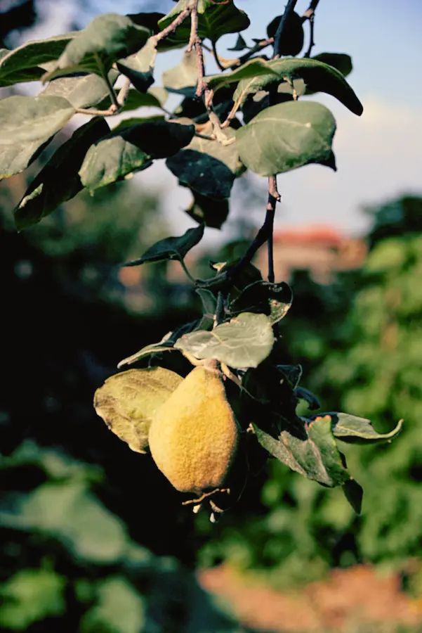 Pineapple Quince Tree
