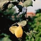 Pineapple Quince Tree