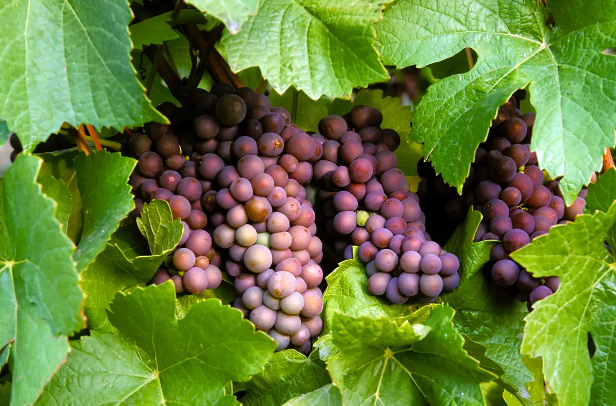 Pinot Gris Grape Vine Pinot Gris Grape Vine