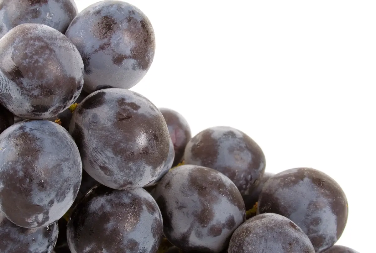 Pinot Gris Grape Vine Pinot Gris Grape Vine