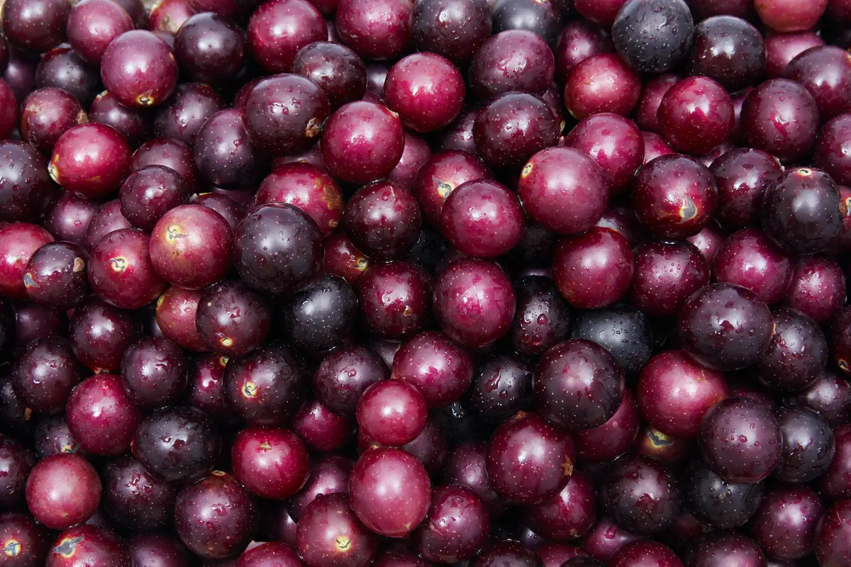 Red Scarlet Muscadine Red Scarlet Muscadine