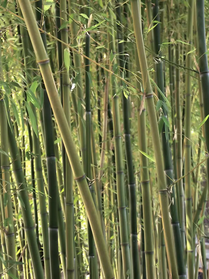 American Native Bamboo Plant American Native Bamboo Plant