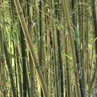 American Native Bamboo Plant