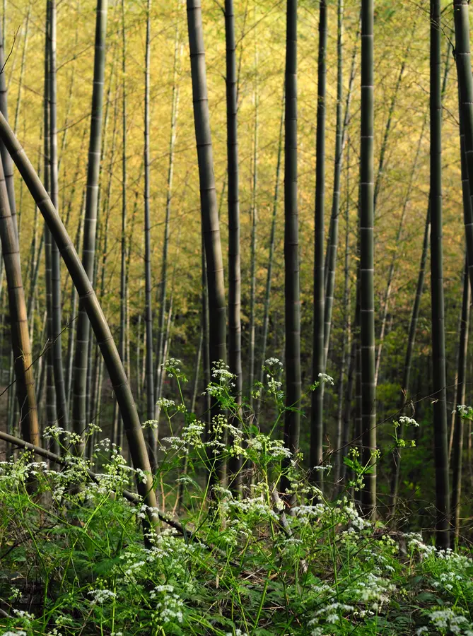 Black Bamboo Plant Black Bamboo Plant