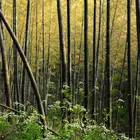 Black Bamboo Plant