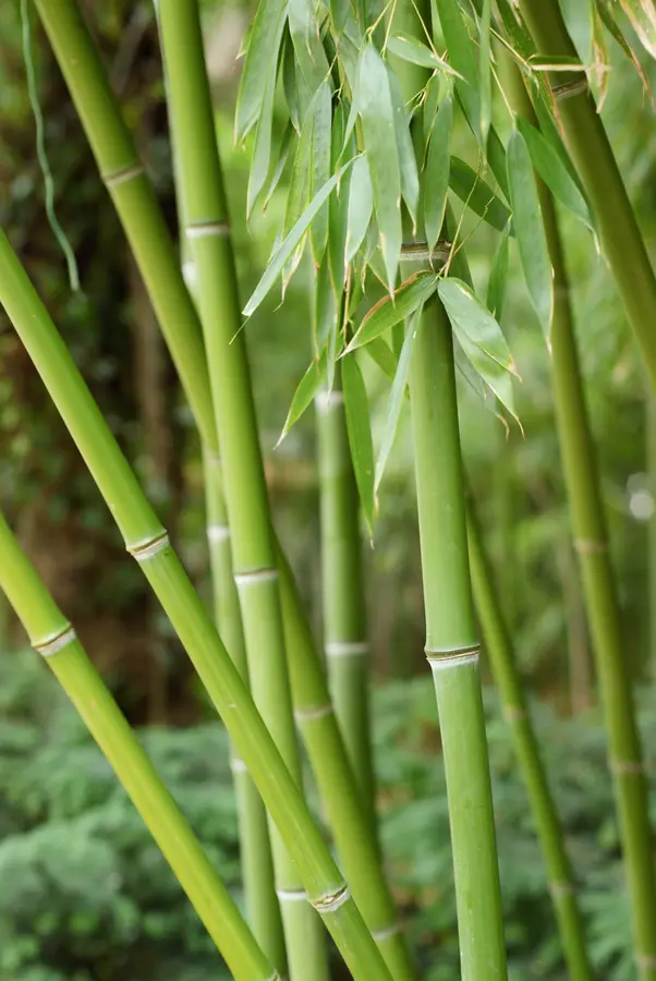 Golden Goddess Bamboo Plant Golden Goddess Bamboo Plant