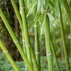 Golden Goddess Bamboo Plant