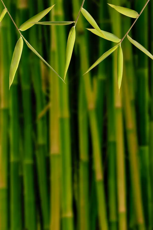 Willowy Green Bamboo Plant Willowy Green Bamboo Plant