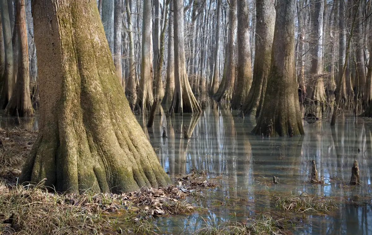 Bald Cypress Tree Bald Cypress Tree