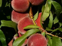 Babcock Peach Tree