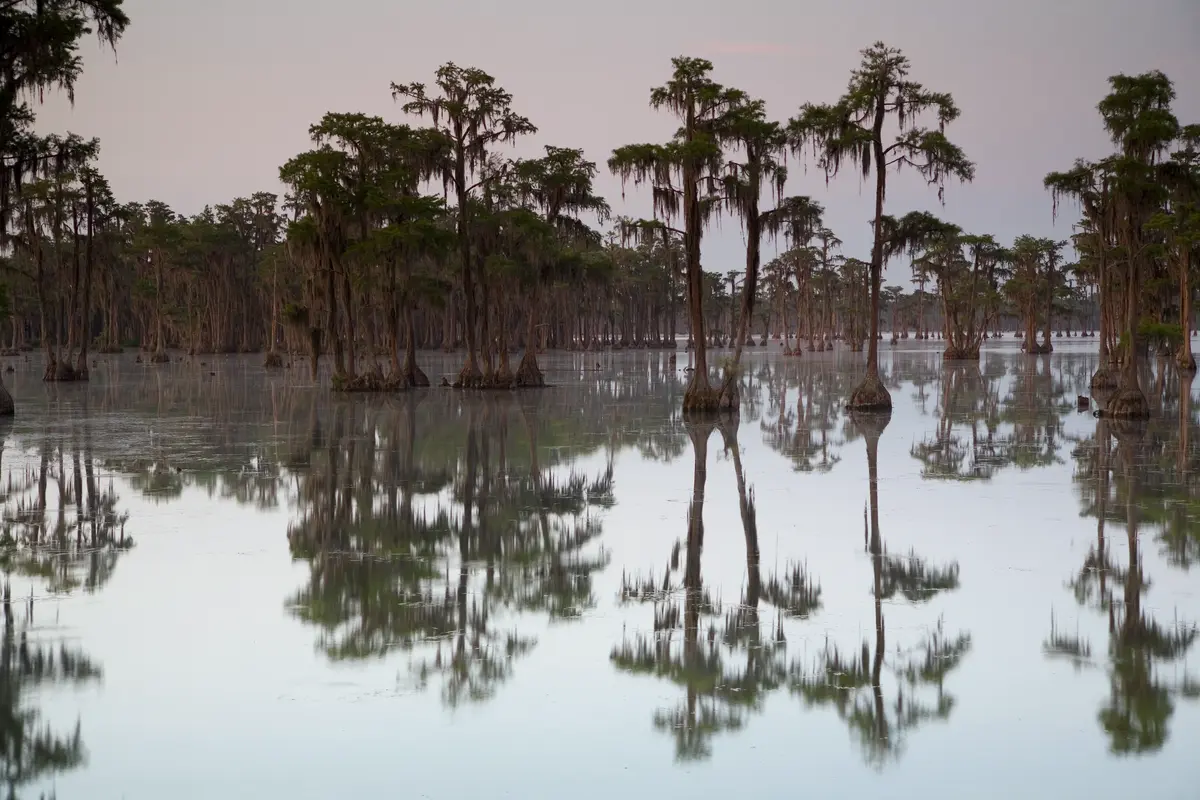 Bald Cypress Tree Bald Cypress Tree