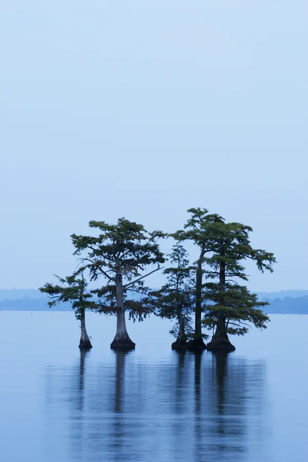 Bald Cypress Tree Bald Cypress Tree