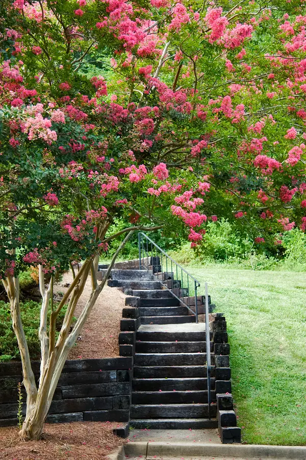 Choctaw Crepe Myrtle Choctaw Crepe Myrtle