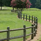 Choctaw Crepe Myrtle