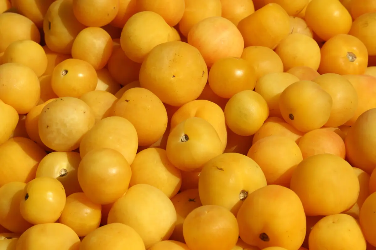 Golden Nectar Plum Tree