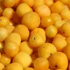 Golden Nectar Plum Tree