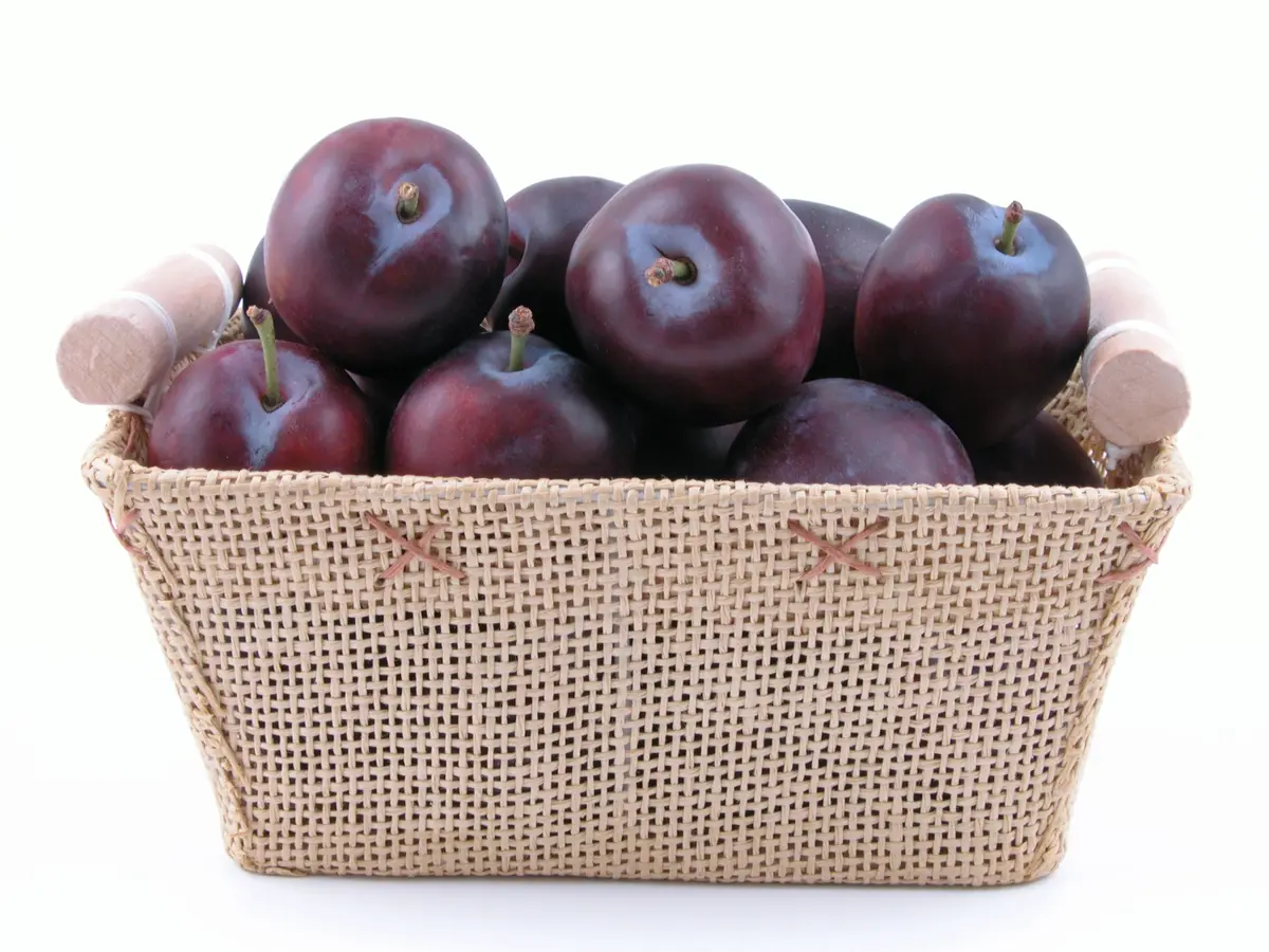 Santa Rosa Plum Tree