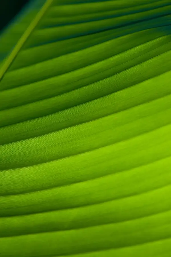 Raja Puri Banana Plant Raja Puri Banana Plant